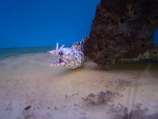  Enchelycore pardalis (Dragon Moray, Leopard Moray, Hawaiian Dragon Moray (if from Hawaii))